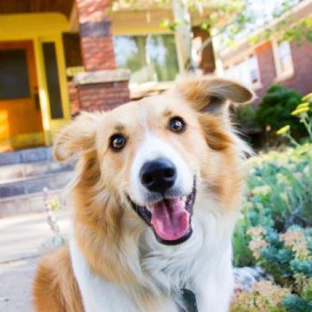 Happy dog sitting in front of a brick house with a car in the driveway