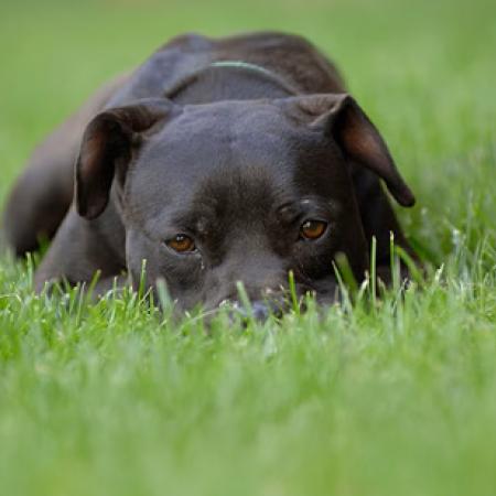 Large black dog lying with head down in grass