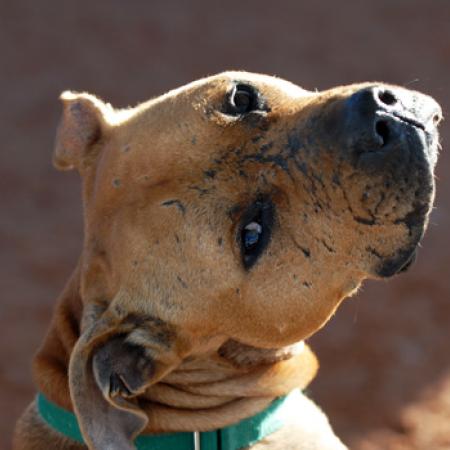 Large brown dog named Lucas looking over shoulder