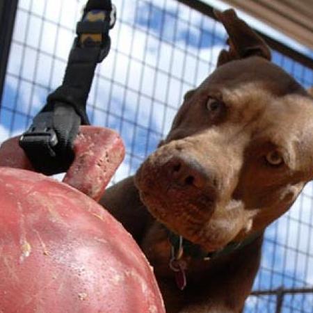 Brown pit bull type dog with large red ball
