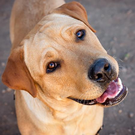 Yellow Labrador dog smiling and looking up
