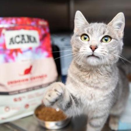 Kitten in front of a big bag of cat food