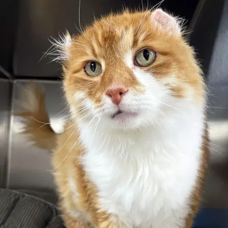 Reds the cat