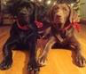 Two adoptable dogs from All About Labs in Little Rock, Arkansas