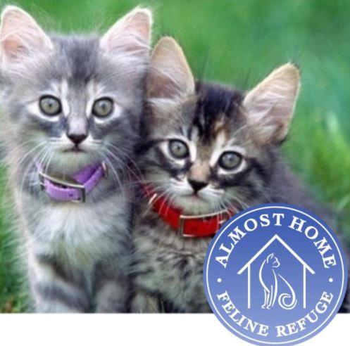 Almost Home Feline Refuge, (Mount Pleasant, South Carolina) logo two grey kittens in collars with blue and white round logo