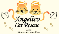 Angelico Cat Rescue (Lauderhill, Florida) logo on light yellow background with two cat faces with halos above org name in black