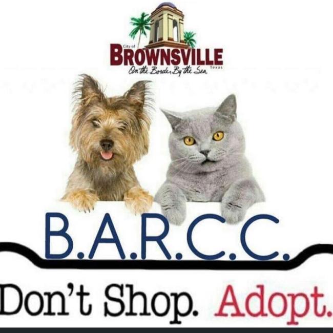 Brownsville Animal Regulation Care Center (Olmito, Texas) logo picture of a small brown medium hair dog light grey cat with gold eyes navy blue lettering below black line black and red lettering below small city logo above