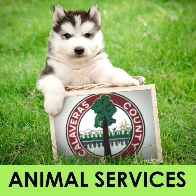 Calaveras County Animal Services, (San Andreas, California), husky puppy holding calaveras county sign black text