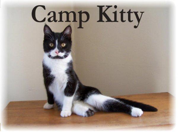 Camp Kitty, (Brighton, Michigan), photo of tuxedo cat with black text