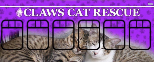 Cat's League & Assistance Western Slope, (Grand Junction, Colorado), grey tabby cats with purple background and white text