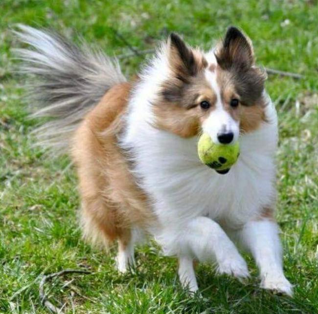 Central Ohio Sheltie Rescue, Inc., (Columbus, Ohio), photo of a sheltie dog with a ball running on grass