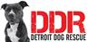 Detroit Dog Rescue (St Clair Shores, Michigan) logo with DDR and image of dog