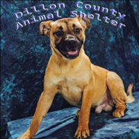 Dillon County Animal Shelter (Dillon, South Carolina) logo with image of dog on blue background