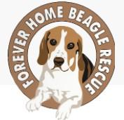 Forever Home Beagle Rescue, (Pittsburgh, Pennsylvania), logo drawing of beagle inside brown circle with white text