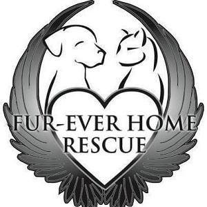 Fur-Ever Home Rescue (Blaine, Minnesota) logo has wings around a heart and a dog and a cat