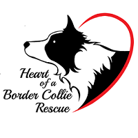 Heart of a Border Collie Rescue (Mound, Minnesota) logo has a border collie in profile looking out from a heart