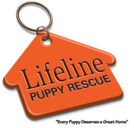 Lifeline Pet Rescue, (Brighton, Colorado), logo orange license tag in shape of a house with black text on it and black text below
