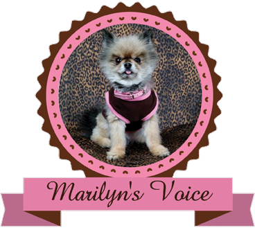 Marilyn's Voice (Mentor, Ohio) logo of dog head with purple collar, half head with text and words, purple background