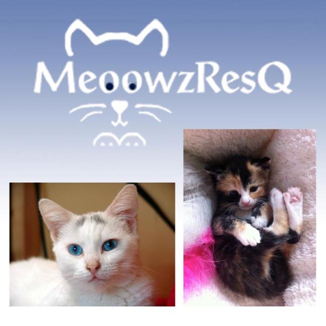 MeoowzResQ (Orange, California) logo outline of cat face
