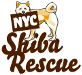 NYC Shiba Rescue (NYC, New York)  of brown, tan, white Shiba Inu holding NYC sign and text Shiba Rescue  
