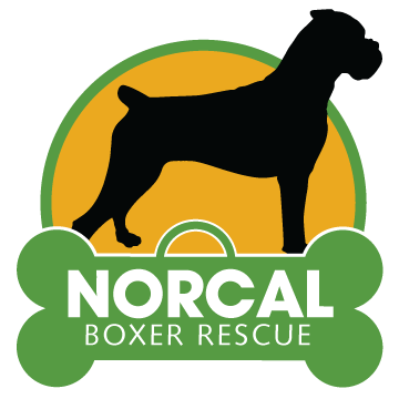 NorCal Boxer Rescue (Davis, California) logo is a boxer standing on a bone-shaped tag with the organization name on it