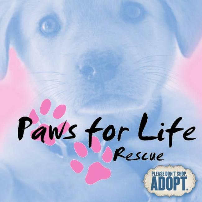 Paws for Life Rescue, (Los Angeles, California), logo light blue puppy phot pink paw prints black text