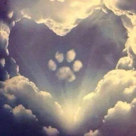 Paws Give Me Purpose Inc., (Cherry Hill, New Jersey), photo of clouds in sky in form of heart and paw print