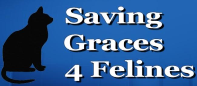 Saving Graces 4 Felines (Greenville, North Carolina), logo black cat next to white text on blue background