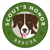 Scout's Honor Rescue (Houston, Texas) | logo of black and white dog, pink tongue, green circle, paw prints, Scout's Honor Rescue