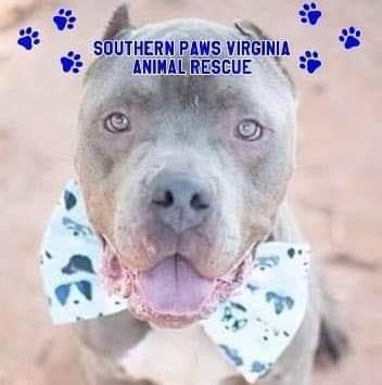 Southern Paws Virginia Rescue (Winchester, Virginia) logo dog in bowtie pawprints