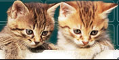 Sullivan County Humane Society (Claremont, New Hampshire) | logo of cats, text Sullivan County Humane Society of NH