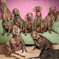 Tickled Pink Weimaraner Rescue (Albuquerque, New Mexico) logo is a photo of a bunch of Weimaraners on a green couch
