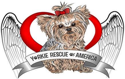Yorkie Rescue of America (Los Angeles, California) logo is a Yorkie with a red bow inside a heart with angel wings
