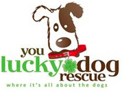 You Lucky Dog Rescue (Alpharetta, Georgia) logo is a brown and white dog with a red collar and shamrock tag and the org name