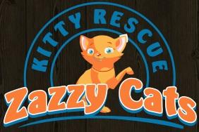 Zazzy Cats Kitty Rescue (Long Beach, California) | logo of orange cat, text Zazzy Cats Kitty Rescue
