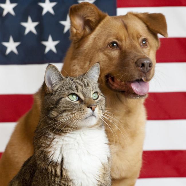 Spay & Neuter Nation Inc (Fern Park, Florida) logo dog and cat in front of American flag