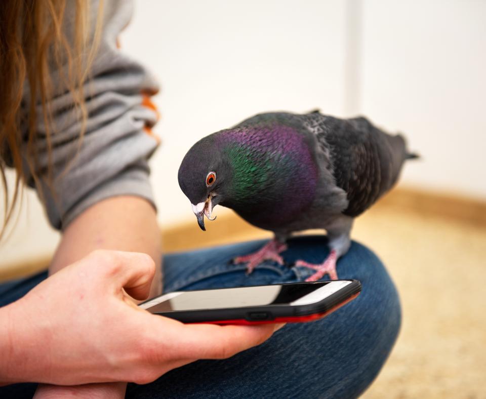 Pigeon perched on a person's mobile phone that the person is holding