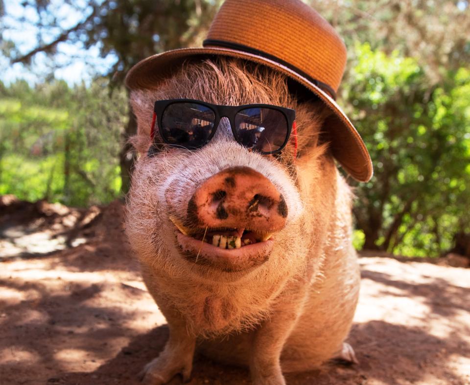 Pig wearing a hat and sunglasses