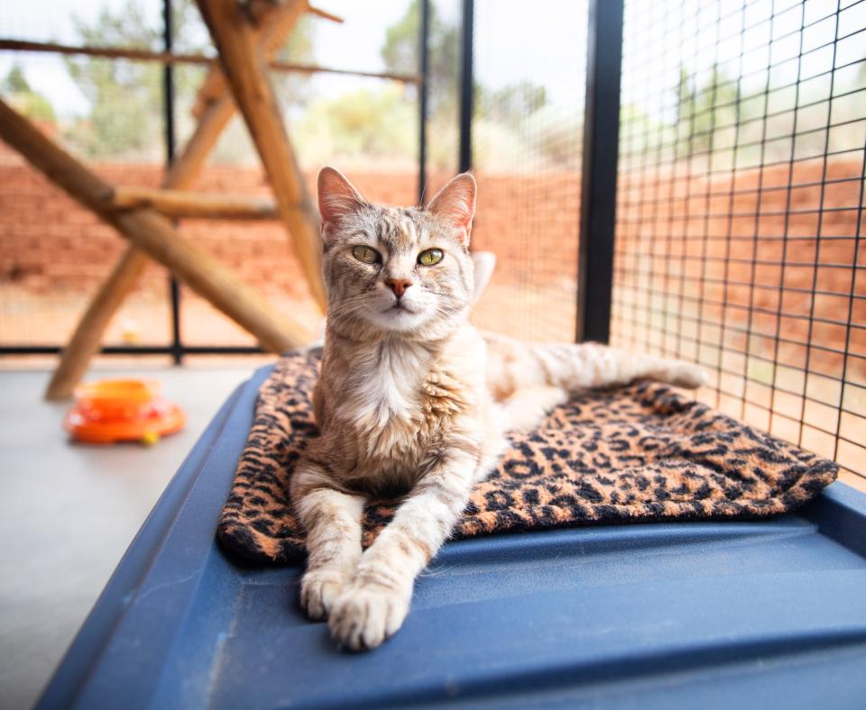 Happy cat lounging on a comfortable blanket in an outdoor cat enclosure
