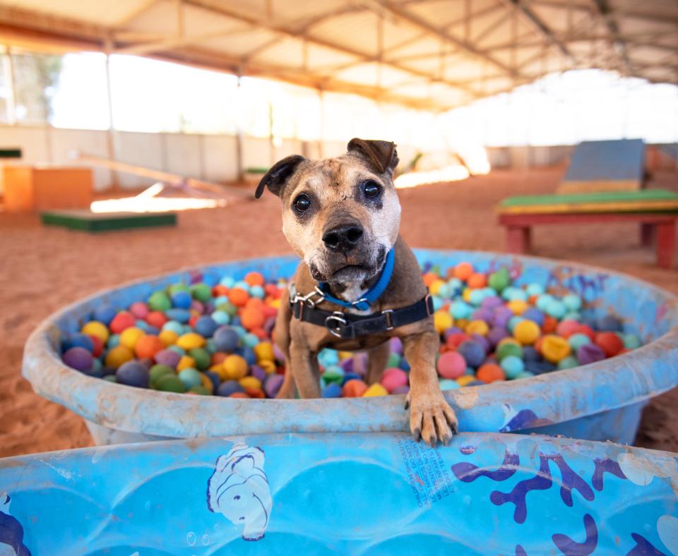 Happy dog in a ball pit