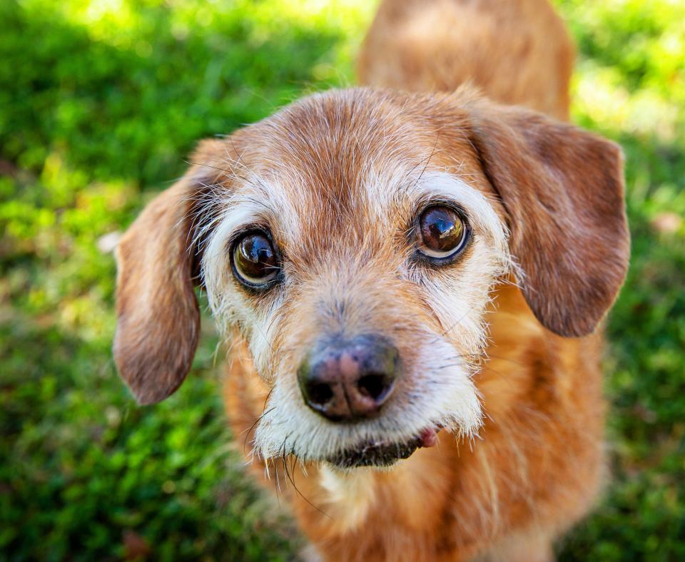 Brown dog with graying muzzle out on some grass