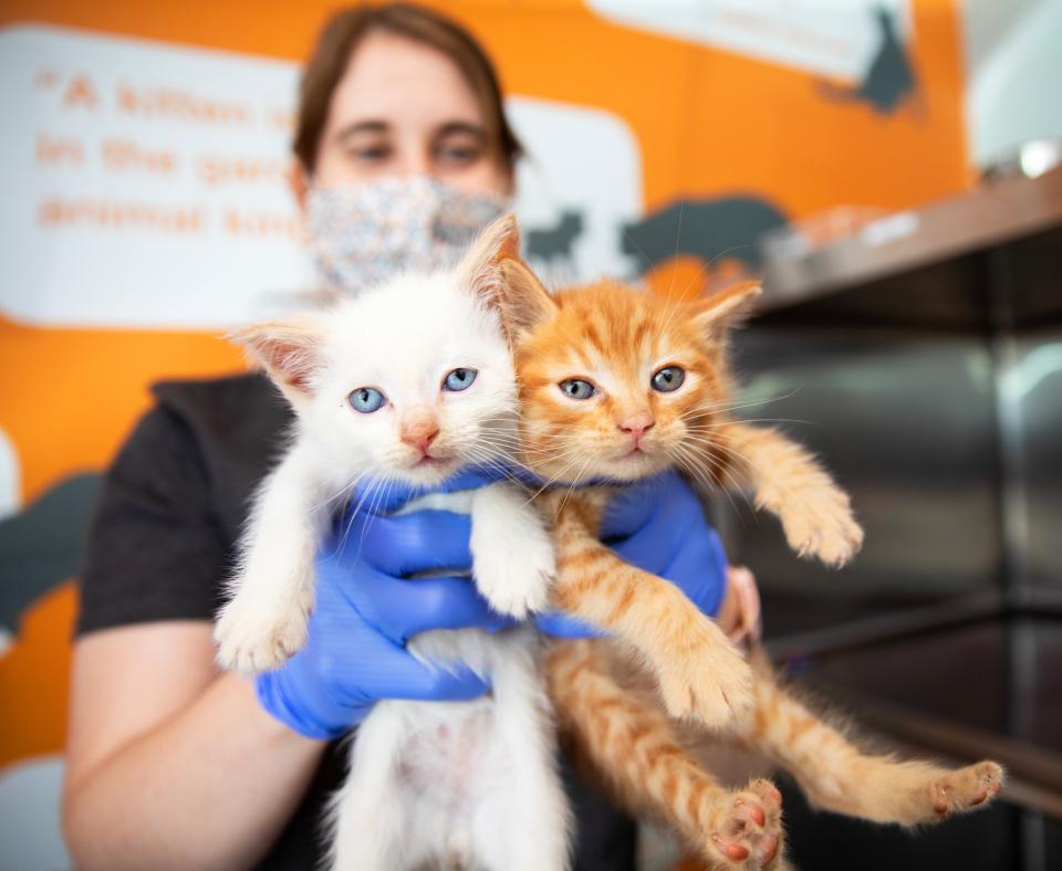 Caregiver holding up two tiny kittens side-by-side in their hands