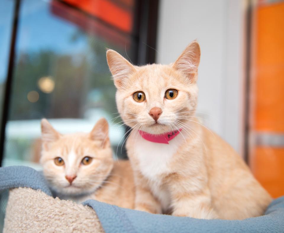 Two adoptable orange kittens sitting in a fuzzy cat bed