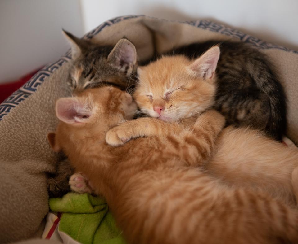 Nkla cats hot sale