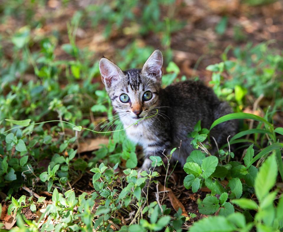 Tiny kitten outside in grass