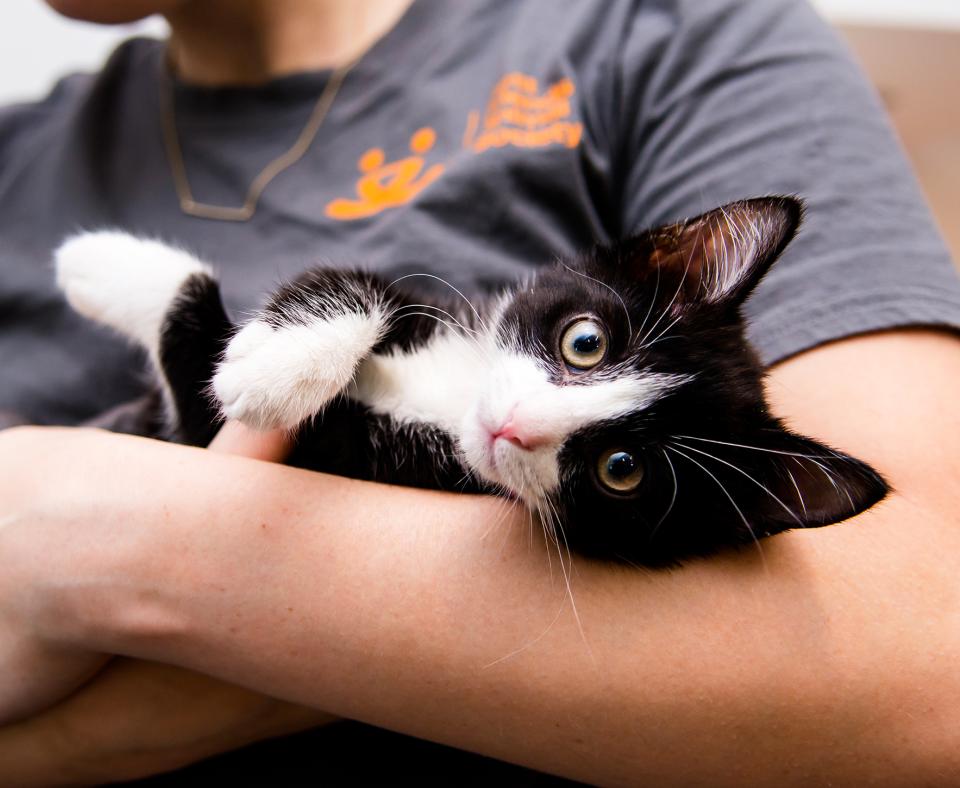 Person cradling a black and white kitten in her arms