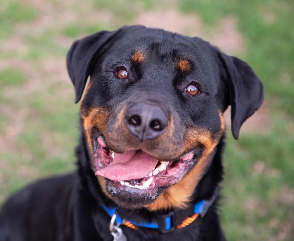 Smiling black and tan Rottweiler-type dog outside on some grass