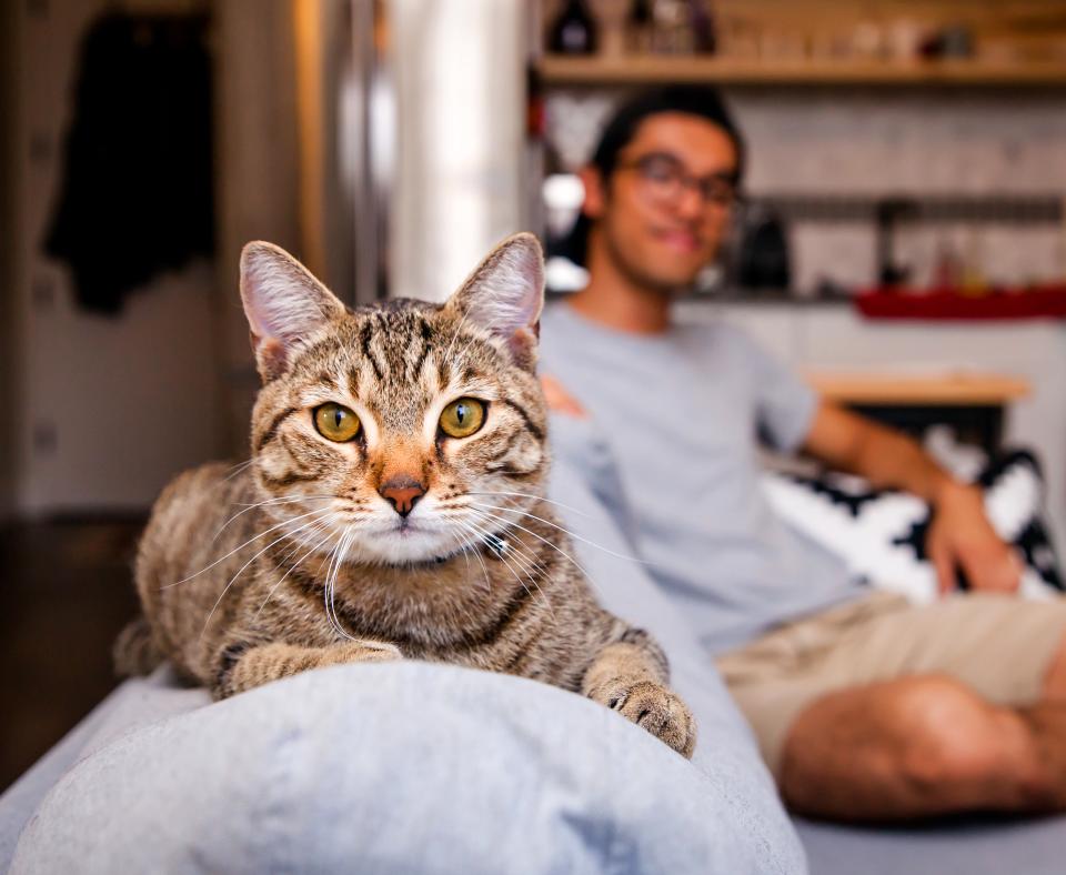 Person relaxing on a couch with a cat in a home