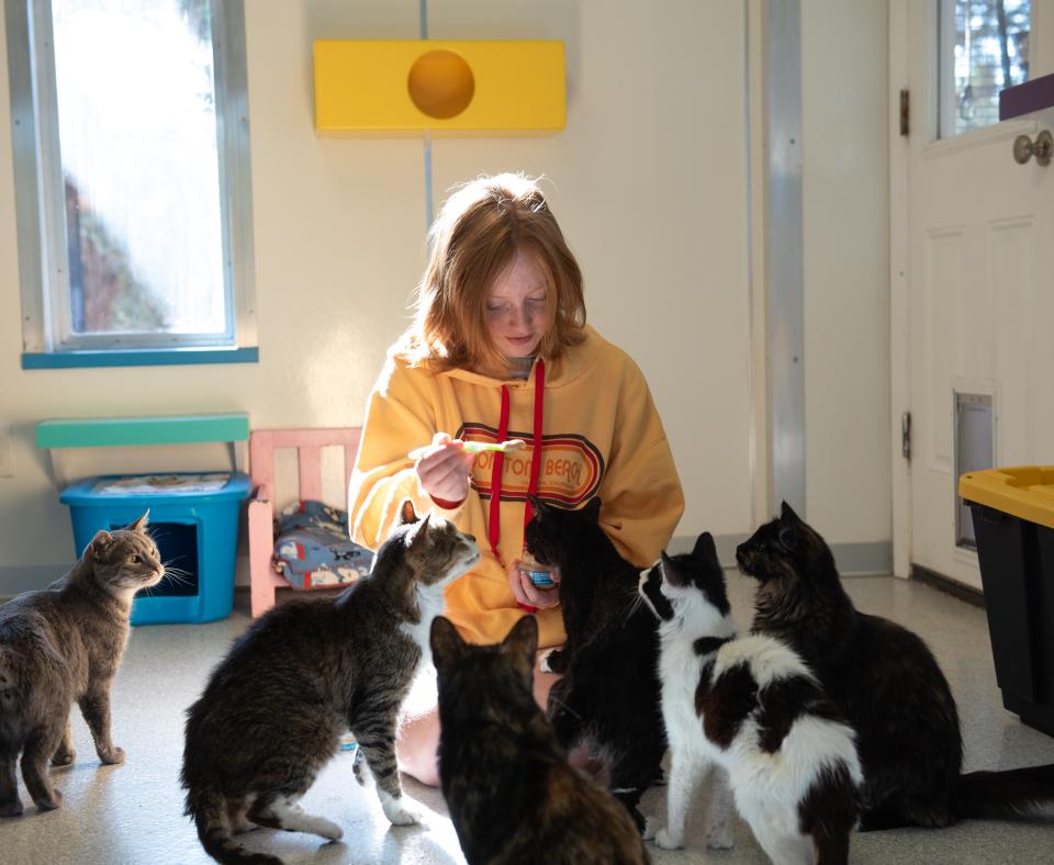 Smiling person feeding a group of cats