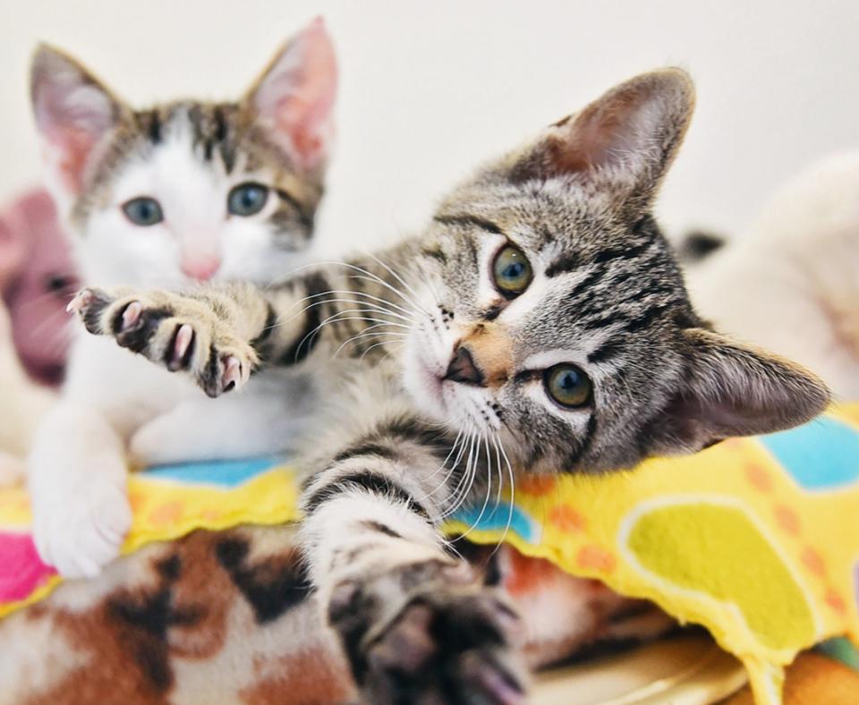 Litter of three kittens on a multicolored blanket, one reaching forward with his paw